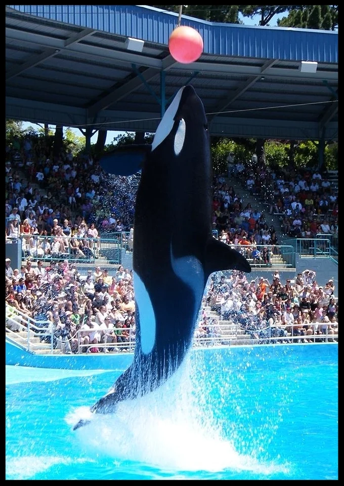 An orca at Six Flags Discovery Kingdom leaps to touch a suspended target with her rostrum. Photo Credit: M. Owyang