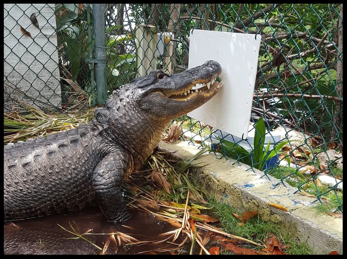 An American Aligator holds at a "control station" while staff at Theater of the Sea work in his exhibit. Photo Credit: K. Rivera