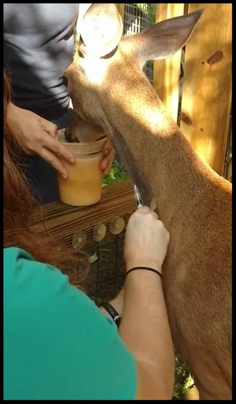 A white-tailed deer at the Brevard Zoo licks at a fruit smoothie for the duration of a voluntary blood draw. Photo Credit: R. Smith