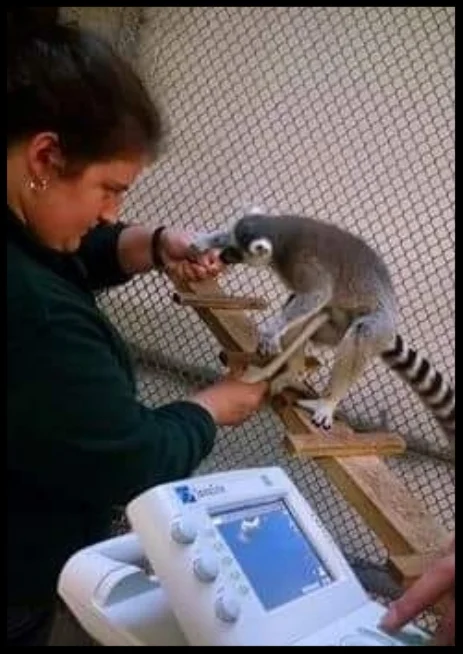A ring-tailed lemur allows a voluntary ultrasound of her abdomen at the Cameron Park Zoo. Photo Credit: L. Klutts