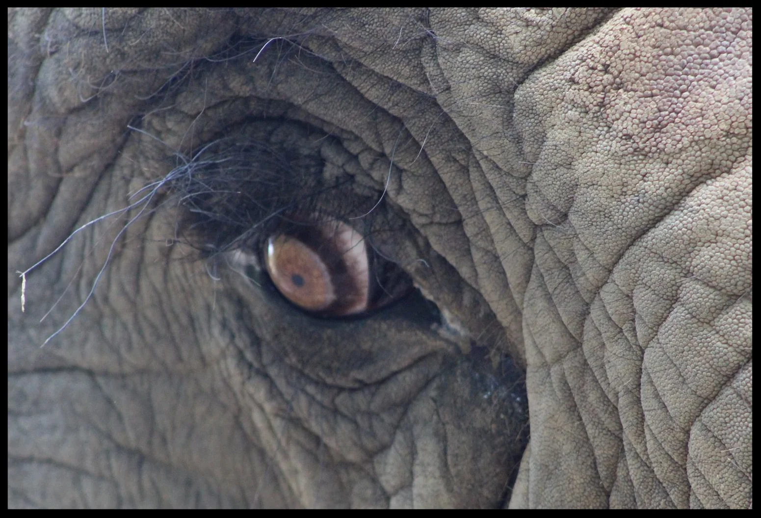 A close-up of an African elephant's eye, showing the edge of the third eyelid. Photo Credit: B. Beury