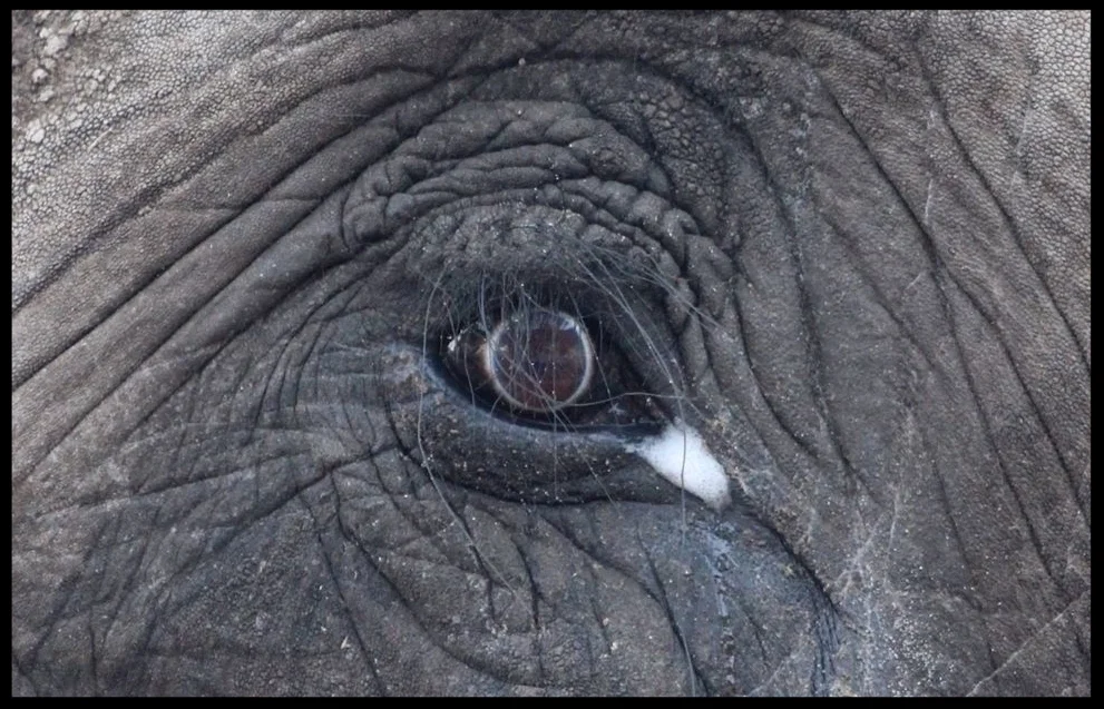 A an African elephant's eye with visible accessory hairs and an accumulation of tear film / sebum at the side. Photo Credit: B. Beury