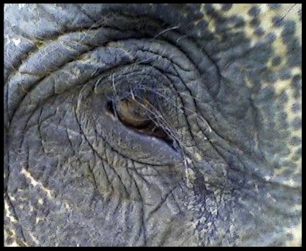 A close-up of an Asian elephant's eye surrounded by long accessory hairs. Photo Credit: B. Bartosch