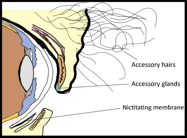 A diagram of the relevant structures involved in an elephant's tear production. Photo Credit: T. Mueller