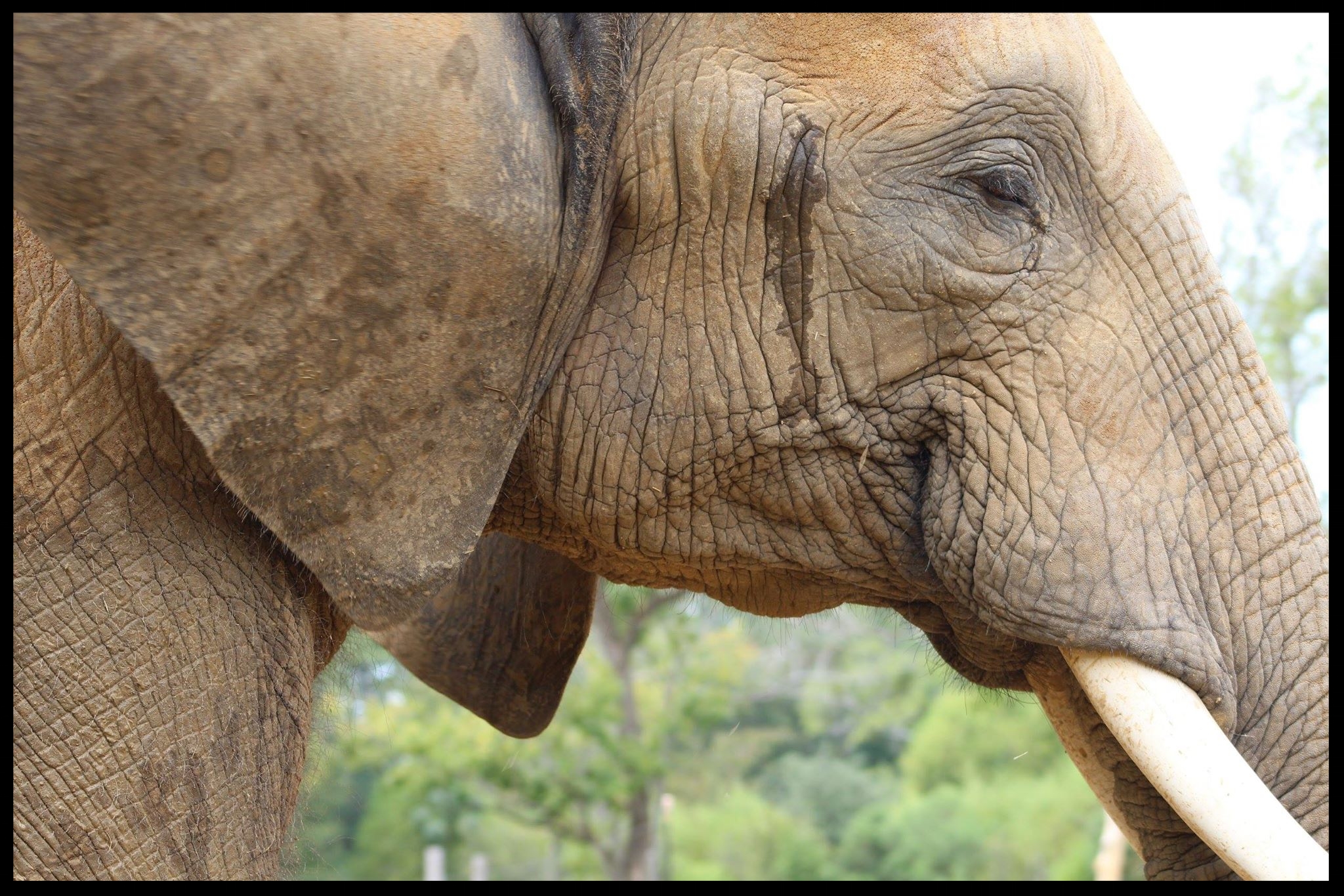 An African bull elephant showing both spilled tear film and drainage from the temporal gland. Photo Credit: B. Beury
