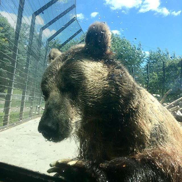 A grizzly bear at the @chahinkapazoo pauses after a swim to see if anyone interesting is at the viewing window. While the exhibit fencing in the background is not the most aesthetically pleasing, it&rsquo;s actually an incredibly practical and accept