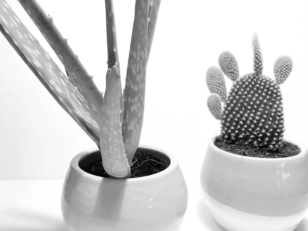 recycle - reuse - repurpose