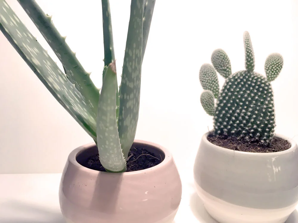 plant-pot-1.jpg