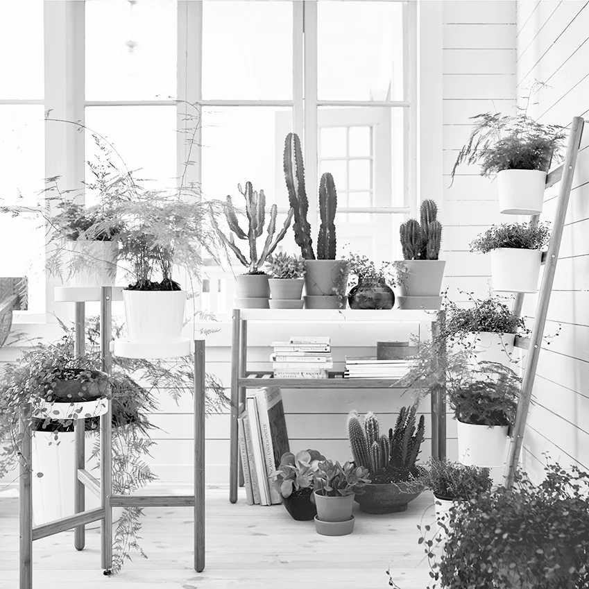 water, light and love.