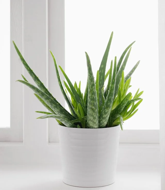 photo credit - www.balconygardenweb.com