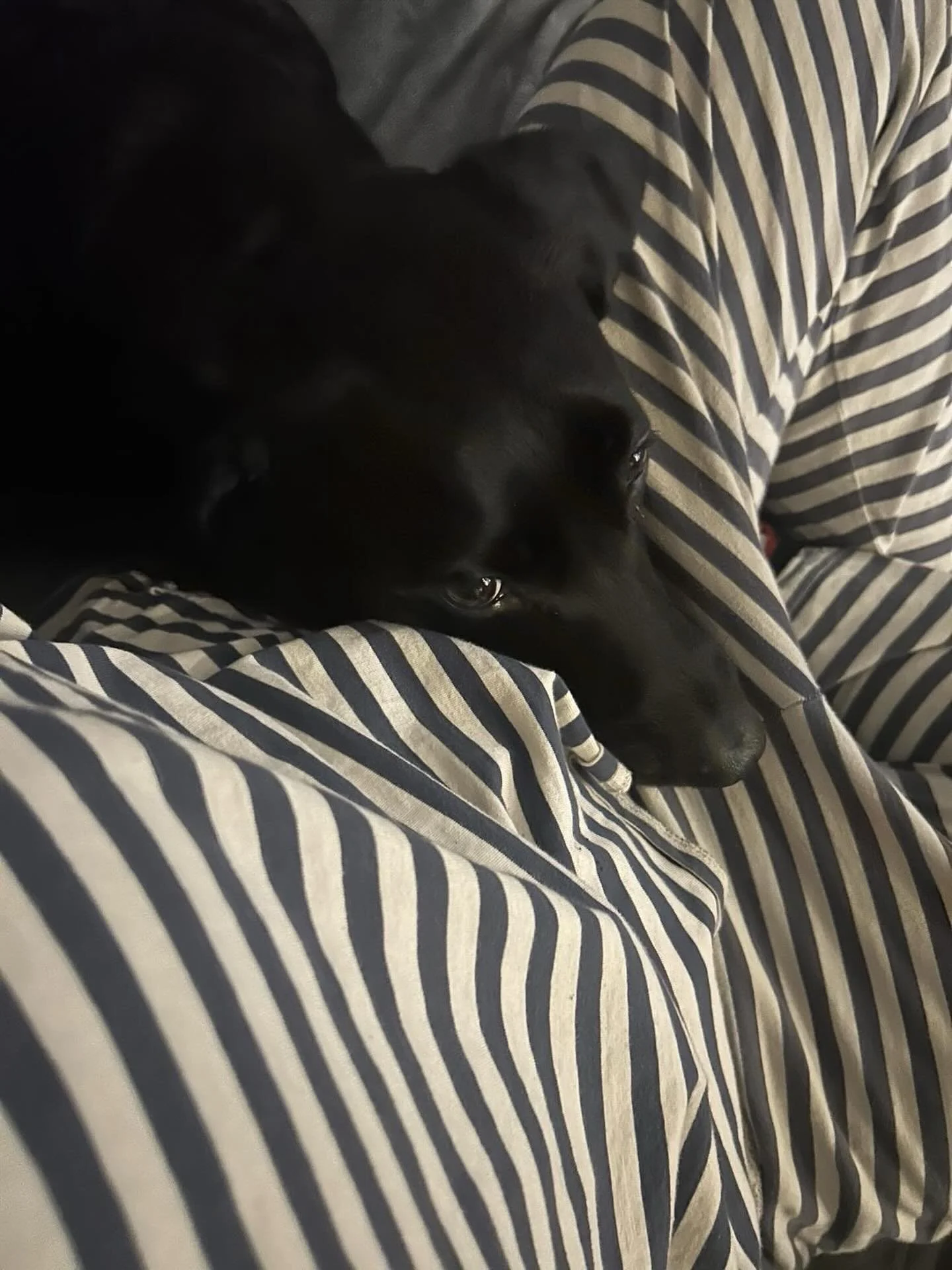 Stripes and snuggles 🐾 . Friday night vibes 🫶🏼 @ohyouprettythings 🖤

Free U.K shipping on all orders useing code WARMTH 

Enjoy x 

#organiccotton
#pjs
#fridaynight
#family
#cosy
#sustainblefashion 
#noctuorganic