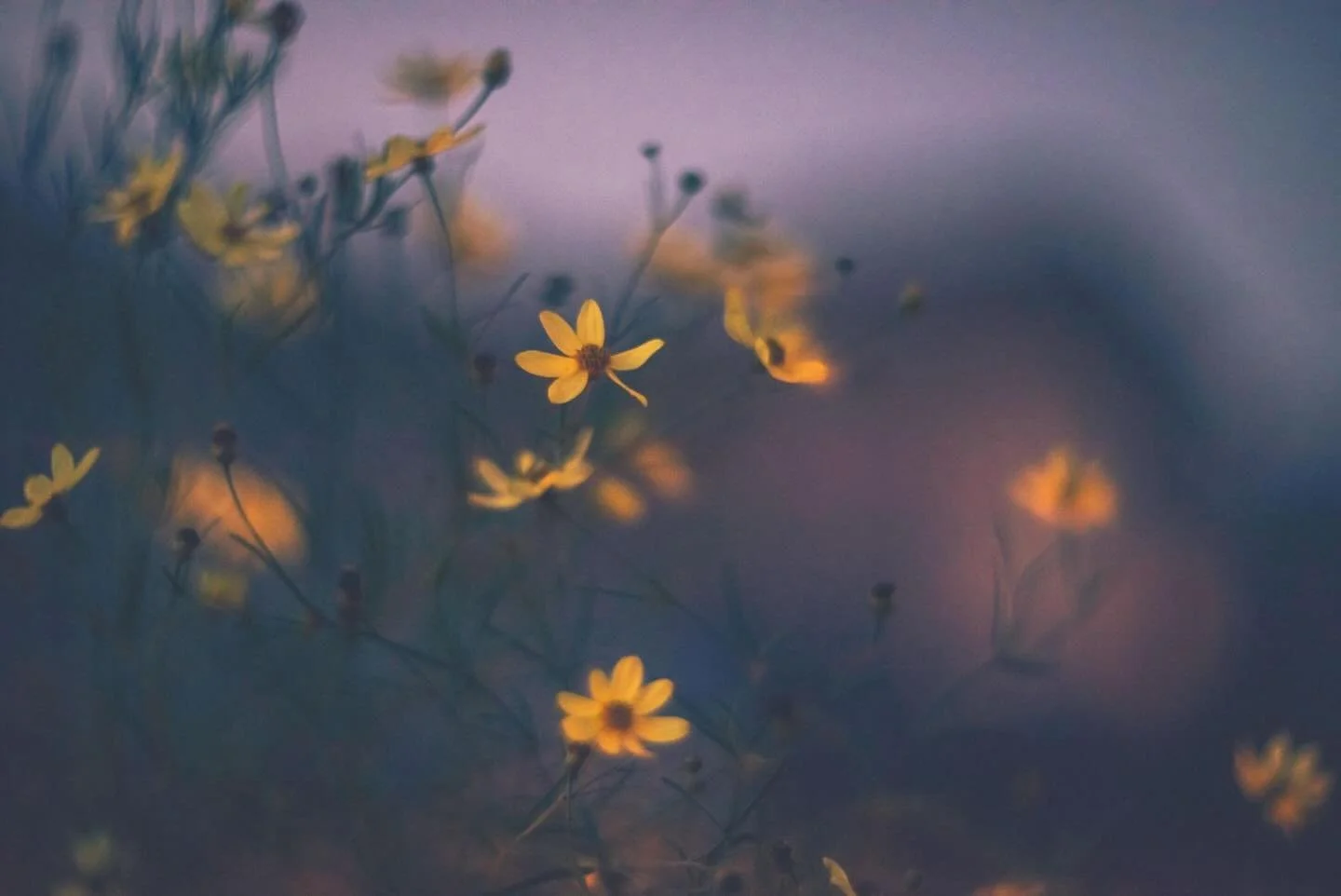 Happy May Day 🌼

Do you know about one of the loveliest old Beltane traditions; the May Day dew ritual? 

~ Head outside, earlier the better, to your garden, field, even a little patch of grass
	&bull;	Gently collect the morning dew with your hands 