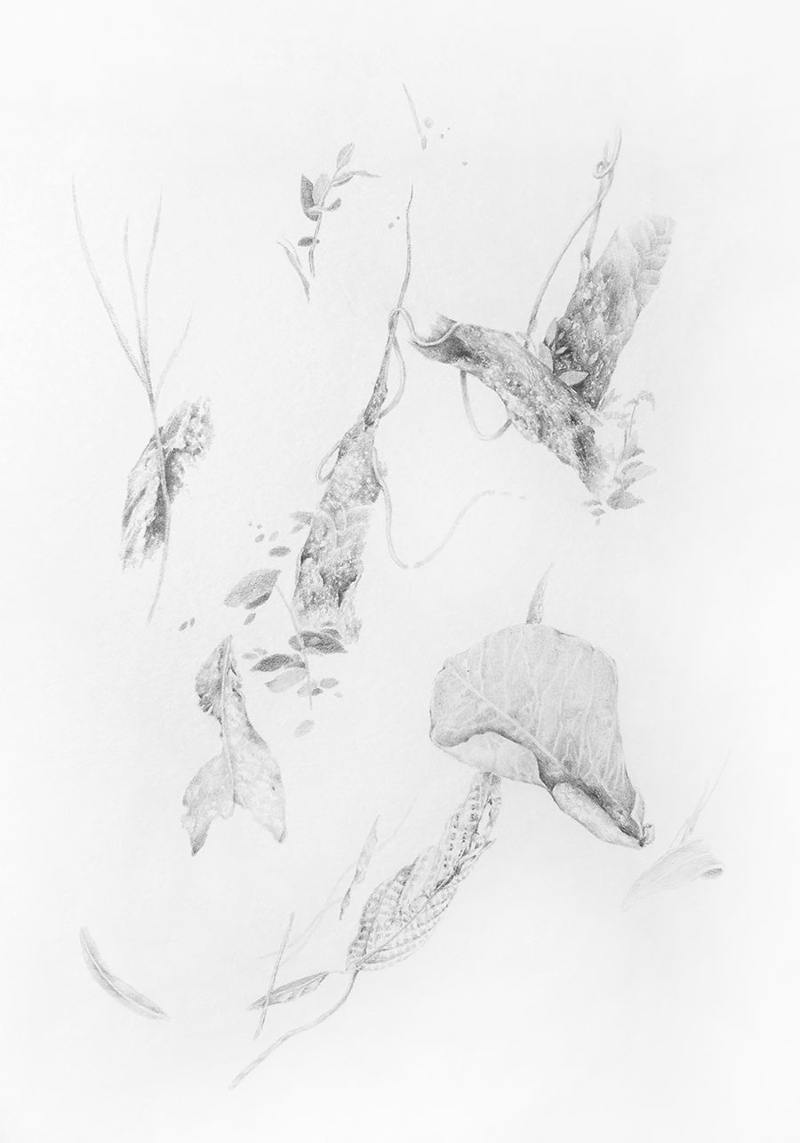 redwillow2.png