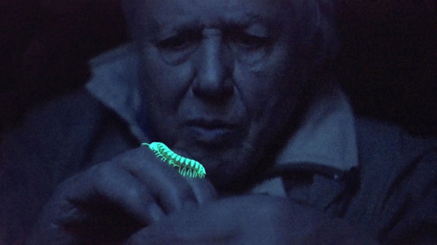 Attenborough on his latest series 'Attenborough's Life That Glows' about Bioluminescence.
