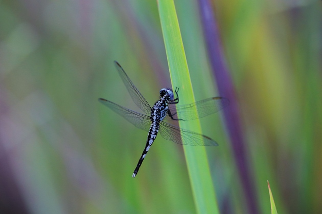 David's Dragonfly. Photograph by Erland R. Nielsen.
