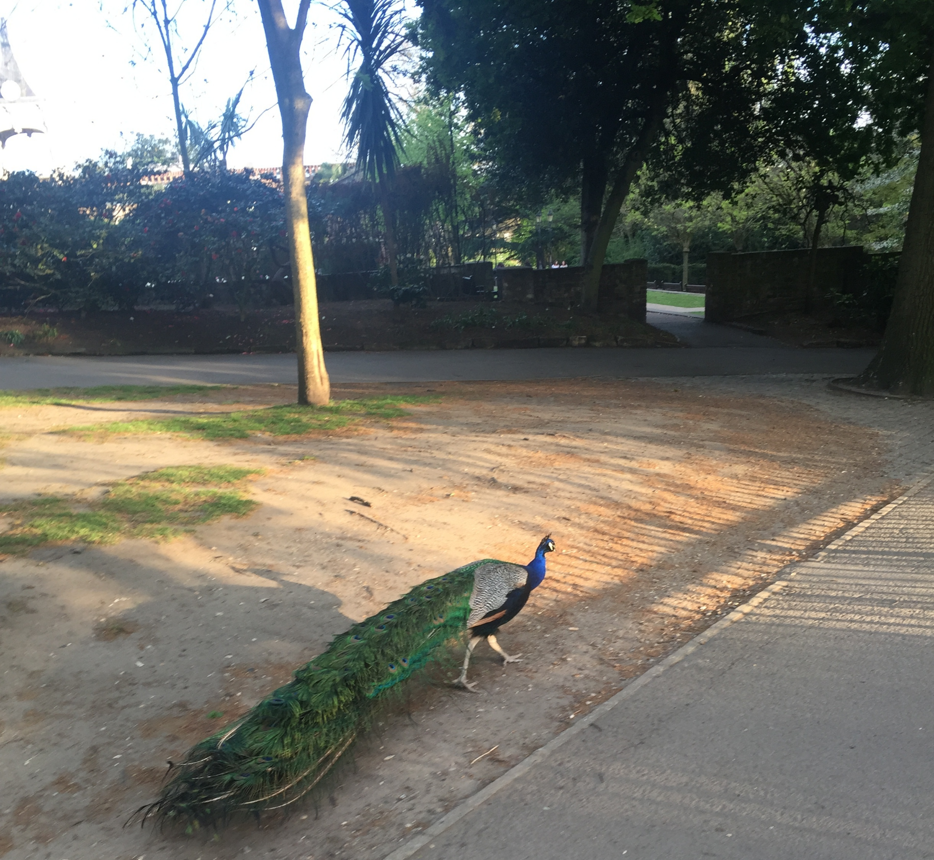 Peacock strutting his stuff in Holland Park.