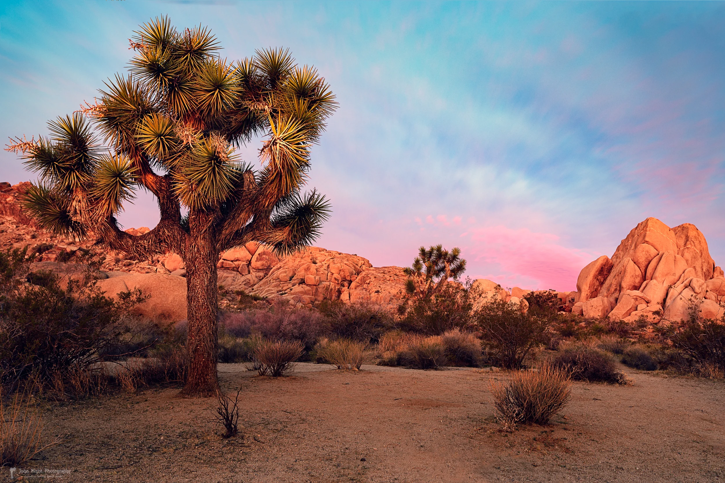 Joshua Tree with Dawn's Early Light