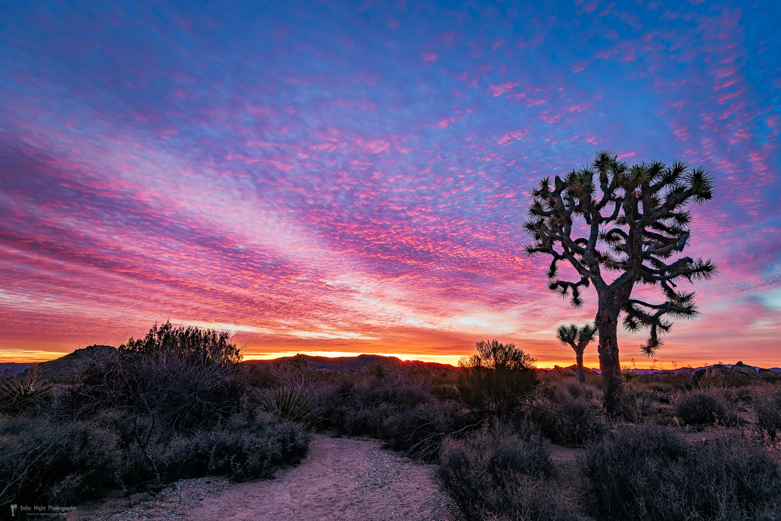 Desert Sunrise at Joshua Tree