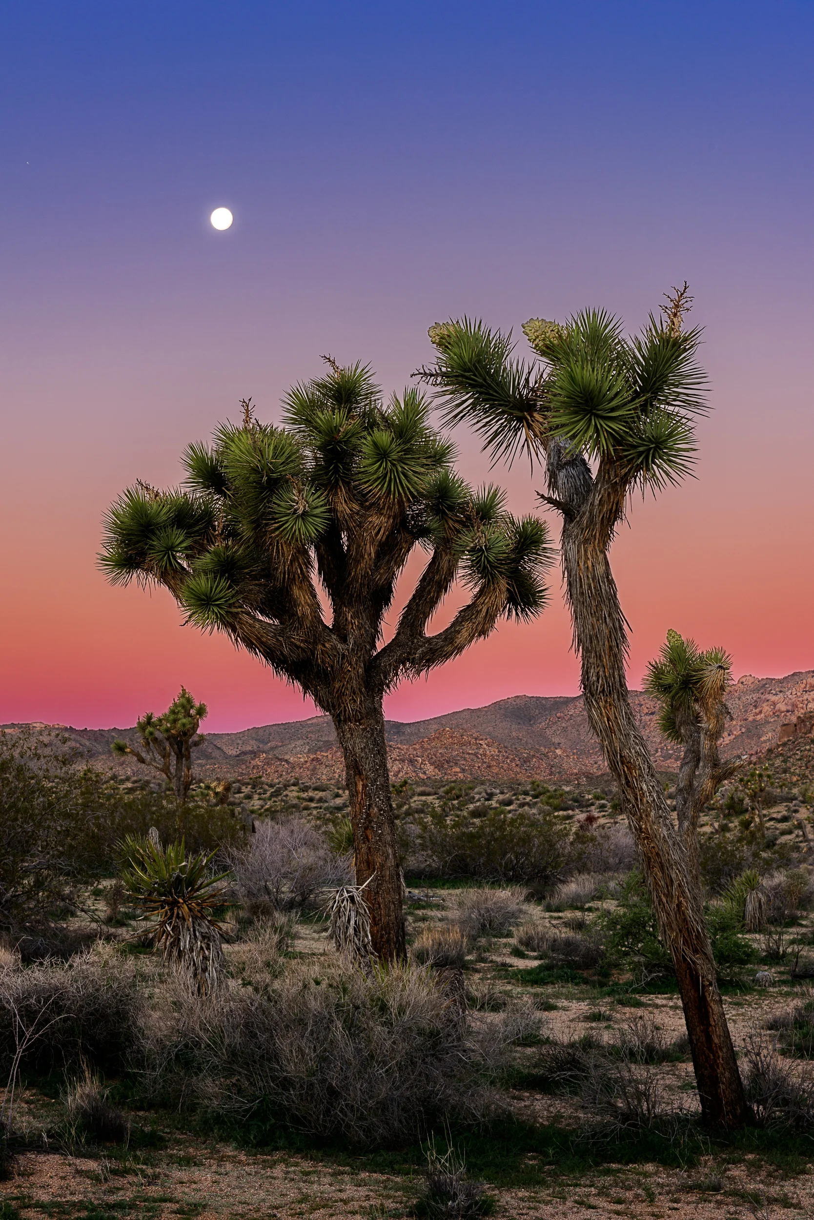 Moon Over Joshua Tree