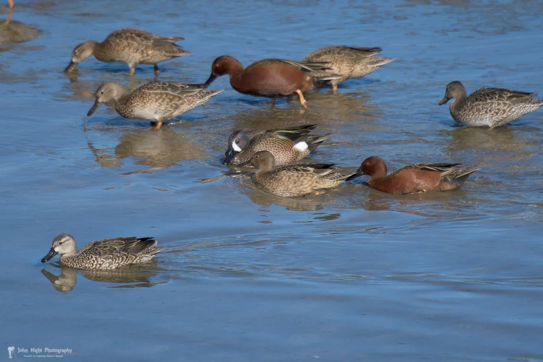 Family of Cinnamon Teals with a Blue-Winged Teal Visiting