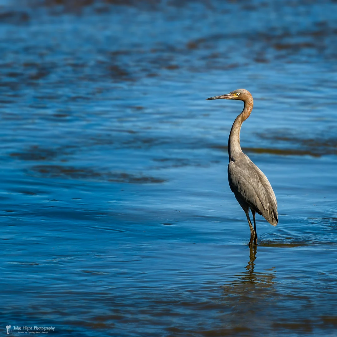 Reddish Egret
