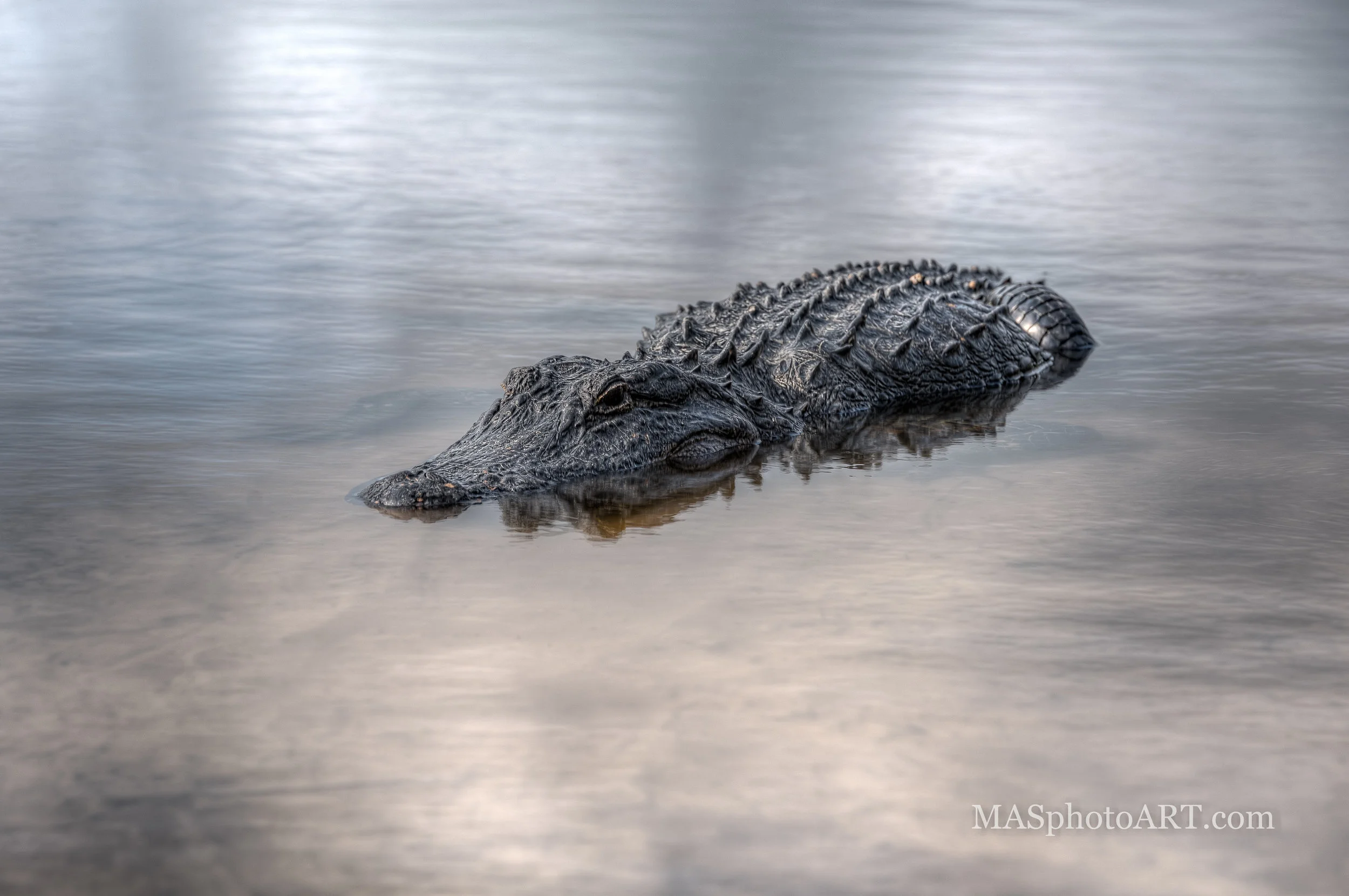 Dream Gator