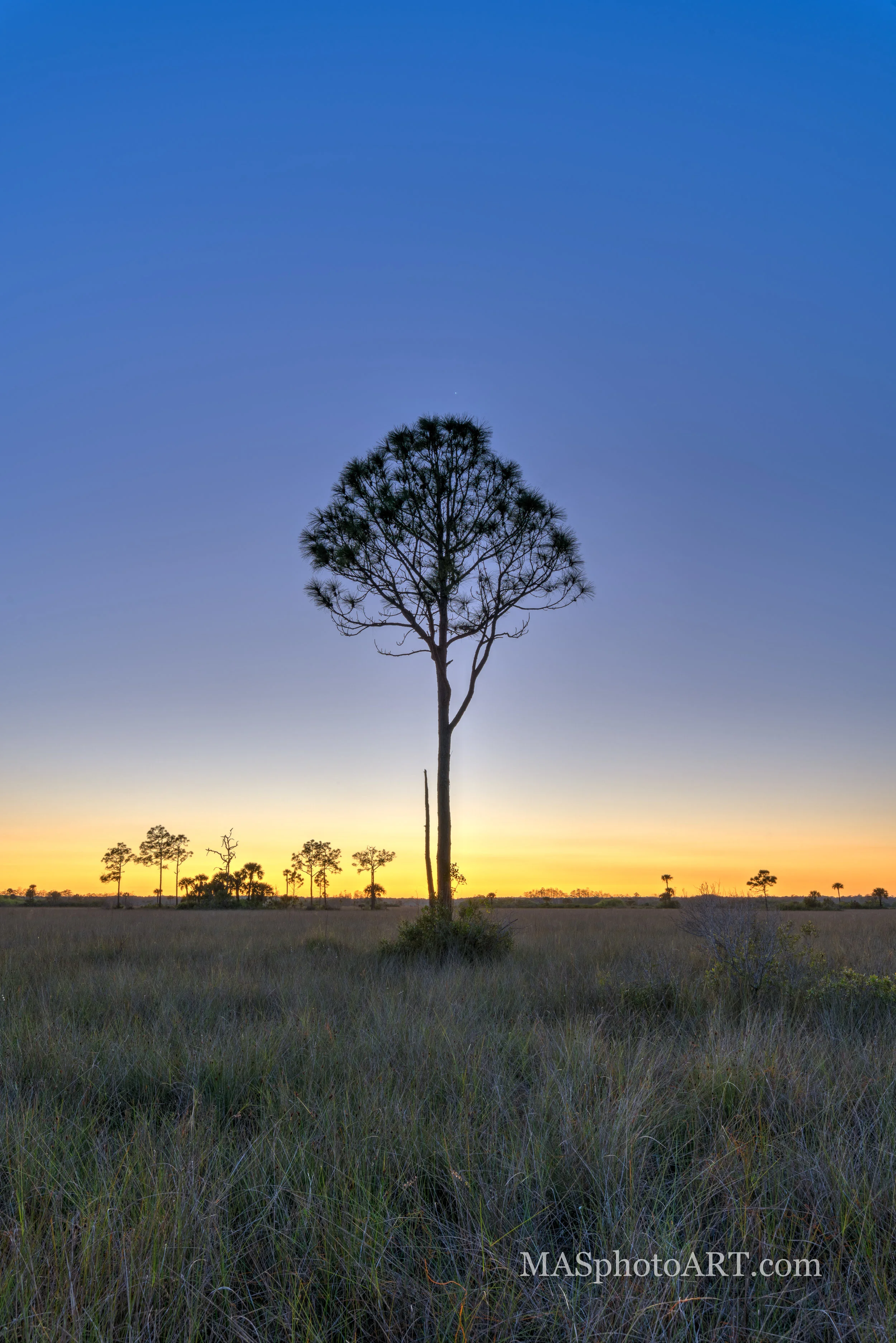 Big Cypress Pine