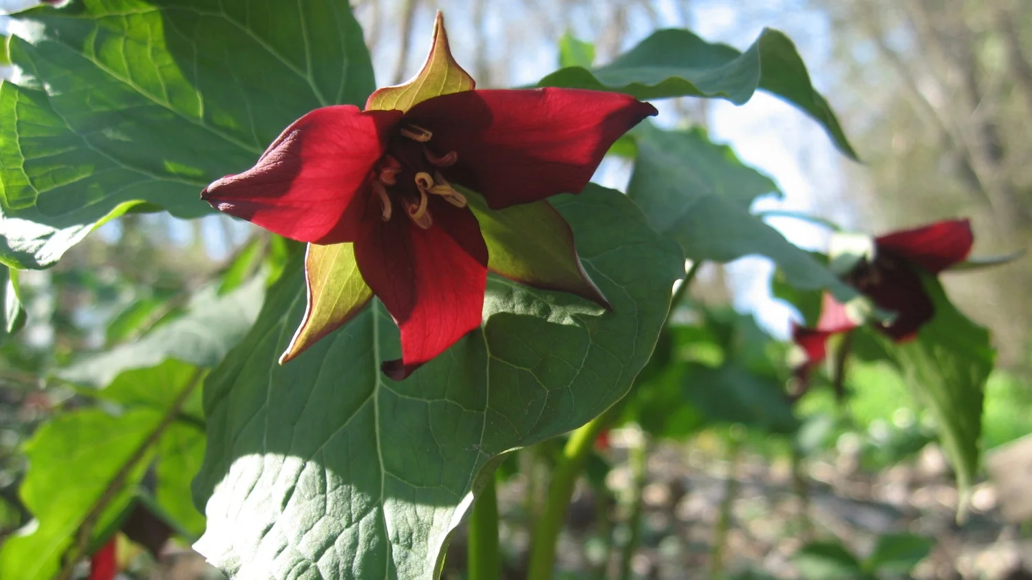 Celeste Toogood Landscapes