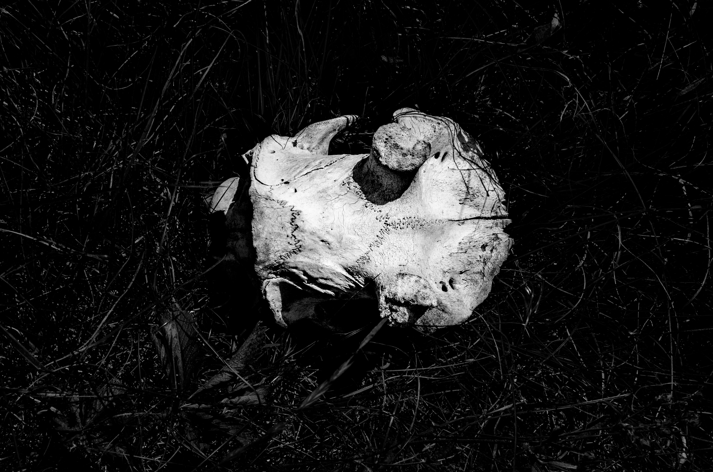 Vertebrae