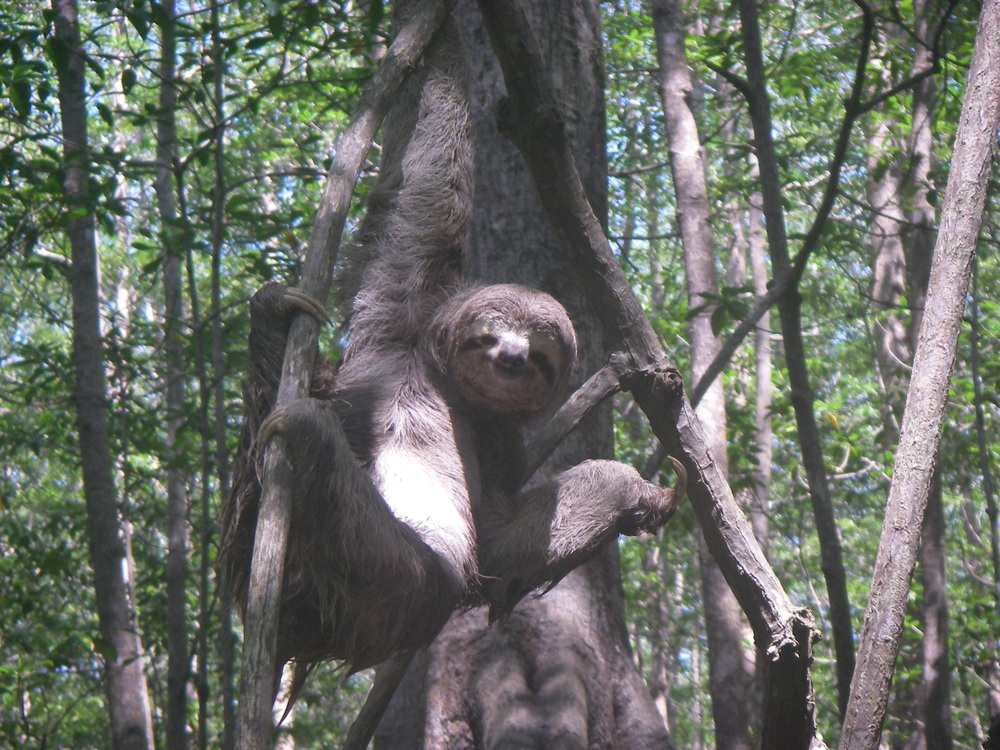 sloth in the mangroves