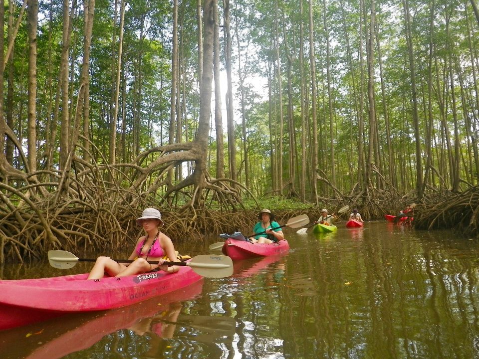 Group kayaking in Mangroves