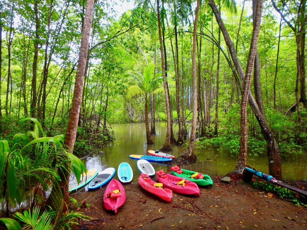 Mangrove Tour Dominical, Costa Rica