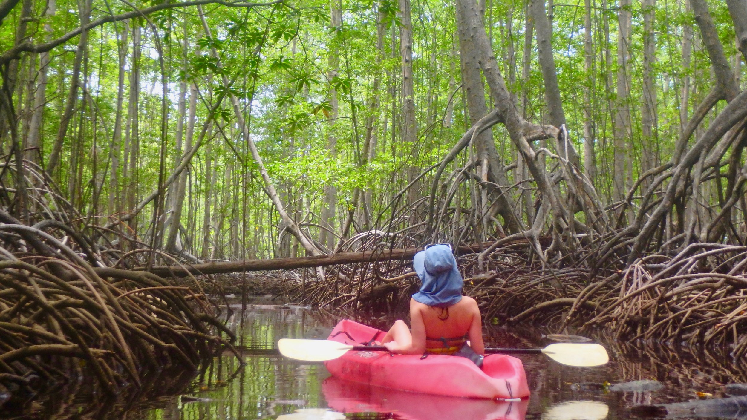 Gorgeous Scenery in Mangroves Costa Rica