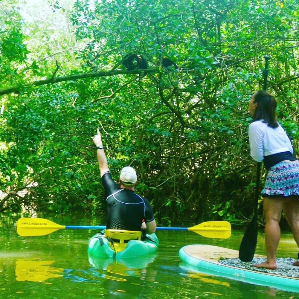 Monkeys on Mangrove Tour