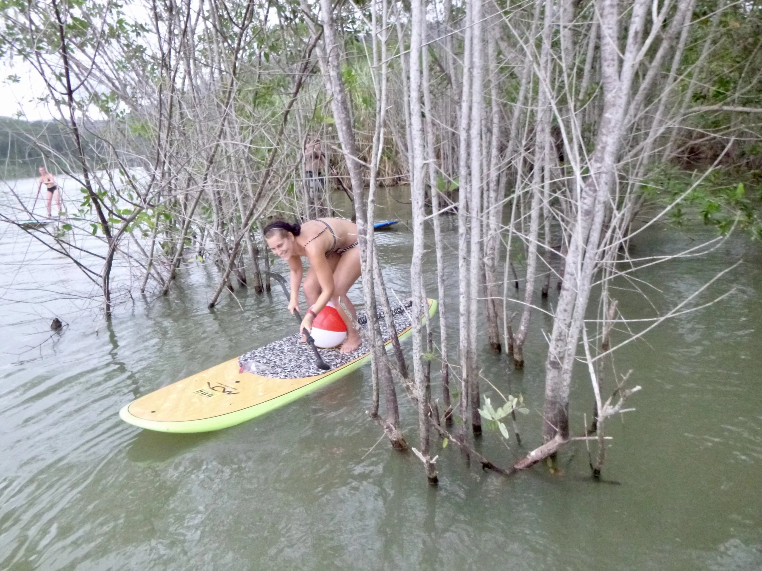 Did you know there are mangroves in the Rio Baru?