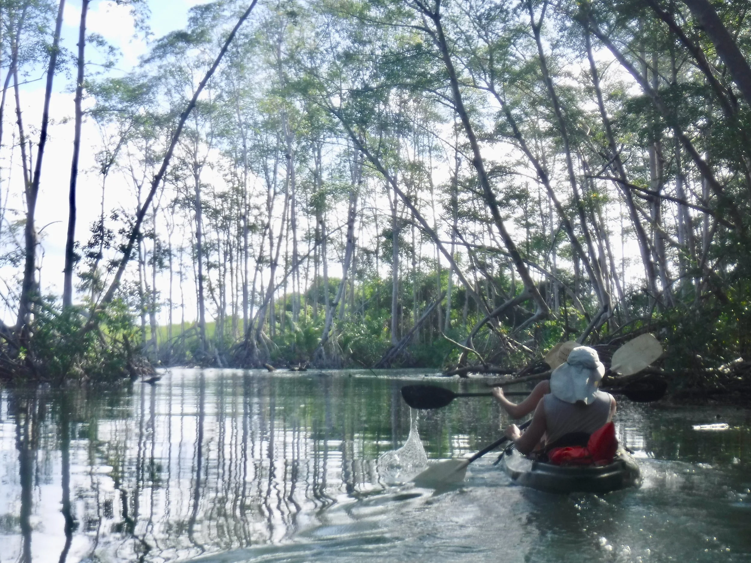 A  video of our Mangrove Kayak or SUP Tour