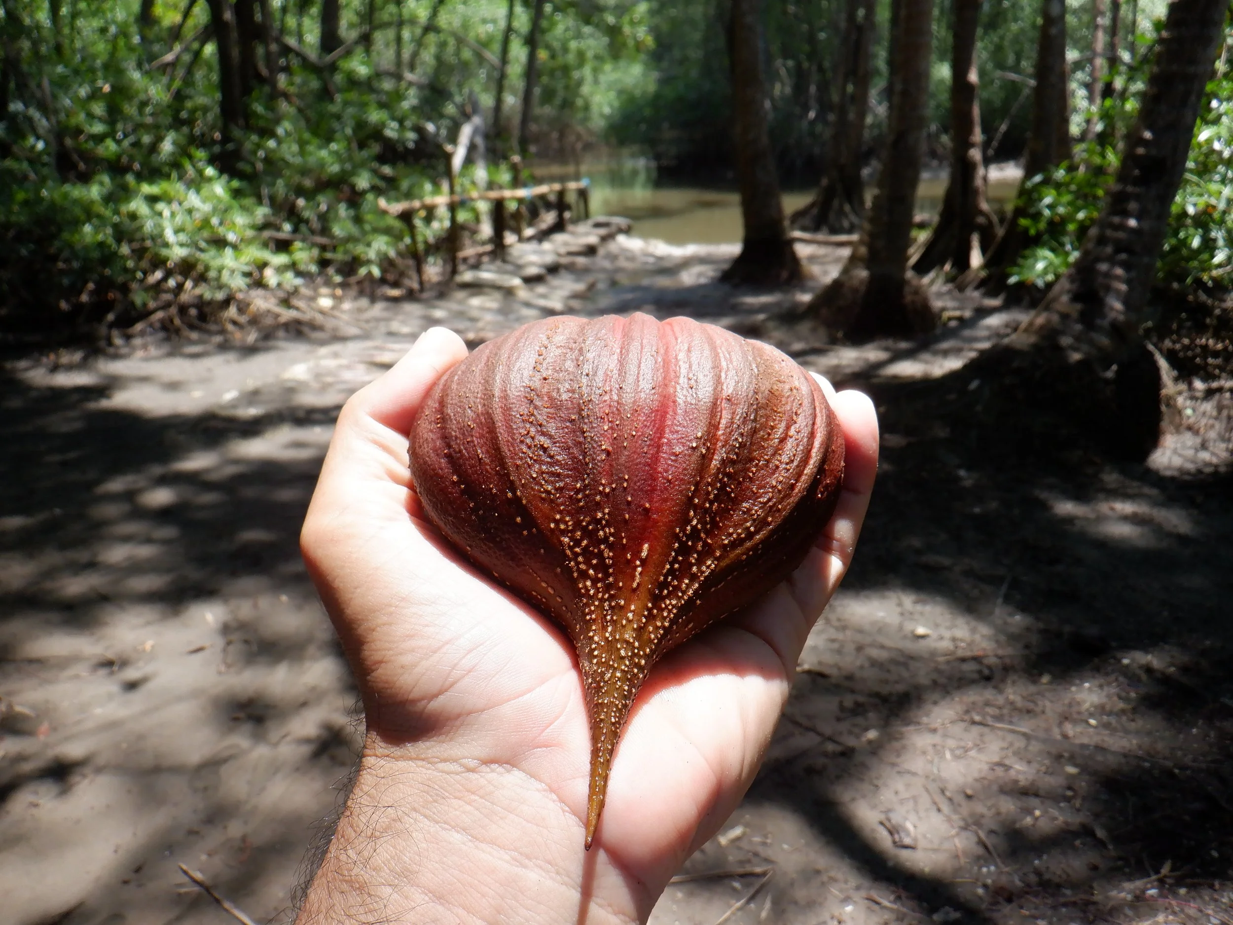 The Magical Tea Mangrove