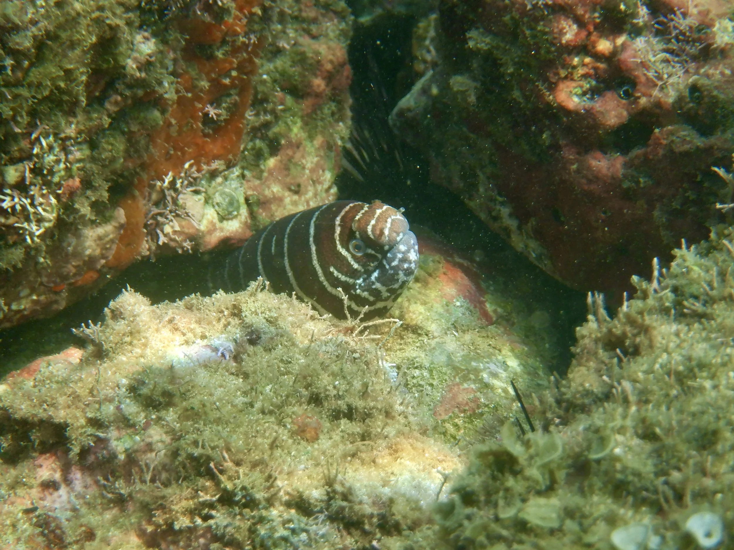 The Whale's Tail Rock Reef