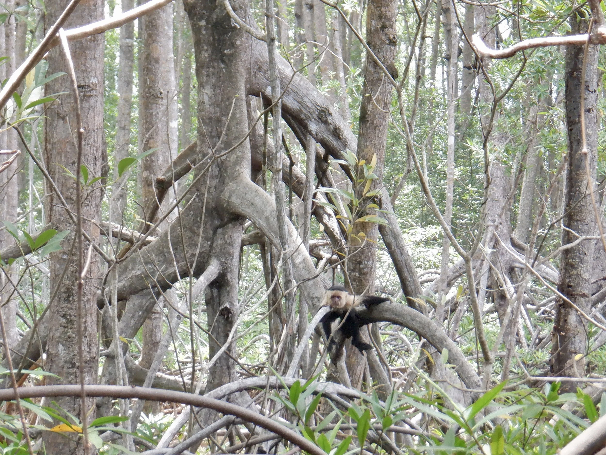Monkeys in the Wild in Costa Rica