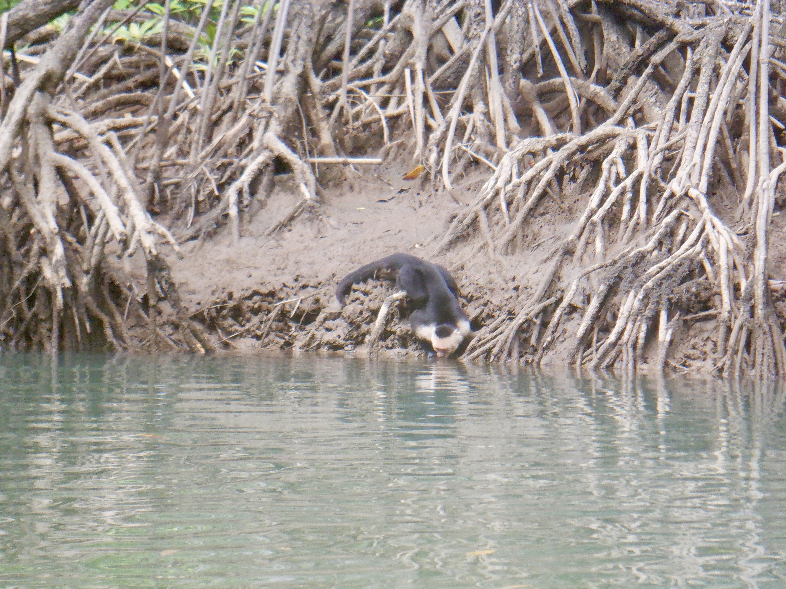 Another Monkey Post