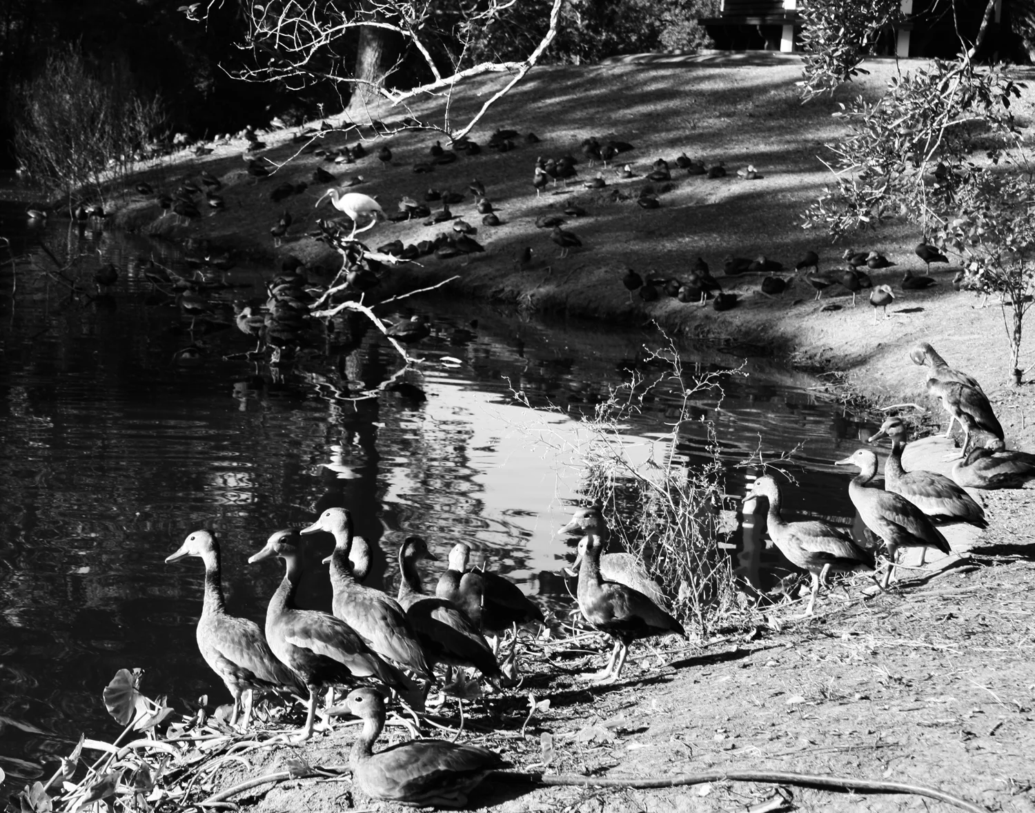 Audubon's Birds