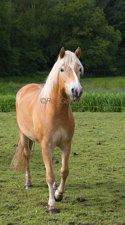 haflinger, horse, palomino, beautiful