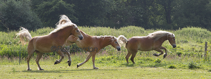 horse, haflinger, happy, play, buck, 