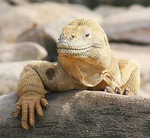 iguana, marine, land, galapagos, reptile