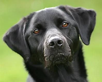 black labrador, dog, face, head, gun dog, 