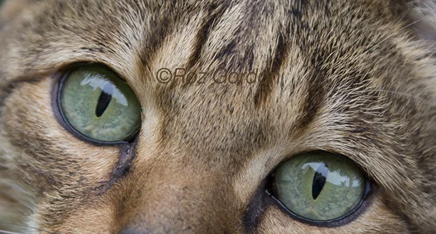 cat, eyes, green, stripy, 