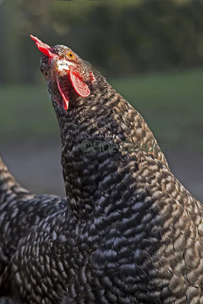 moran, chicken, comical