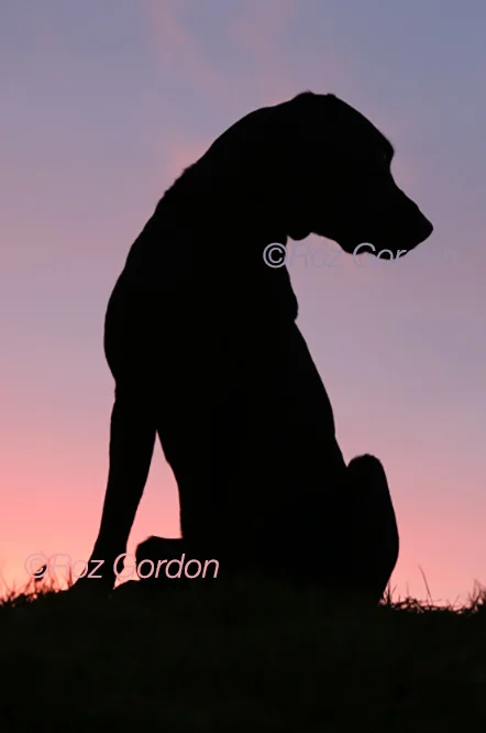 labrador, silhouette, dog, sunset, gun dog, 