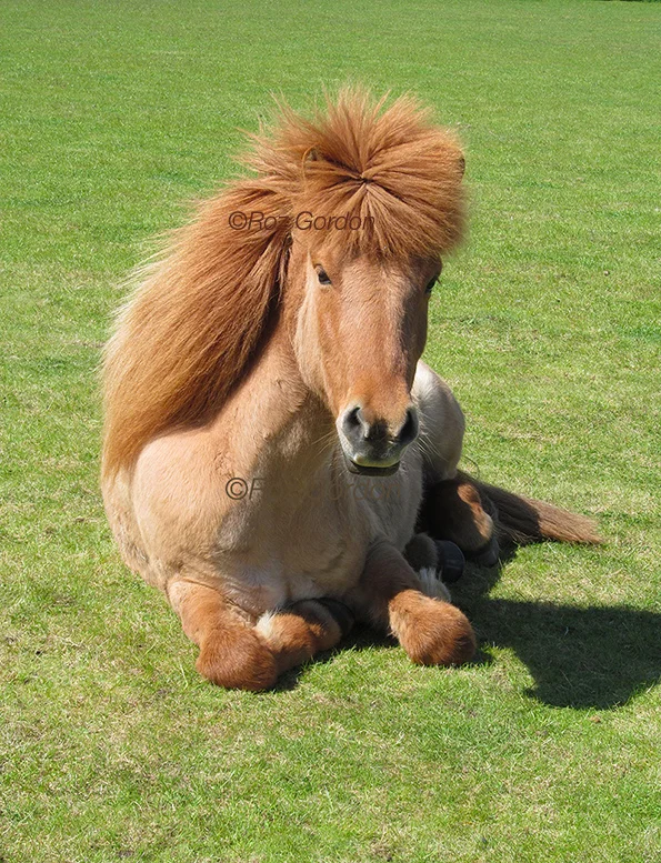 icelandic, horse, pony, red dun, lying, mane, pretty
