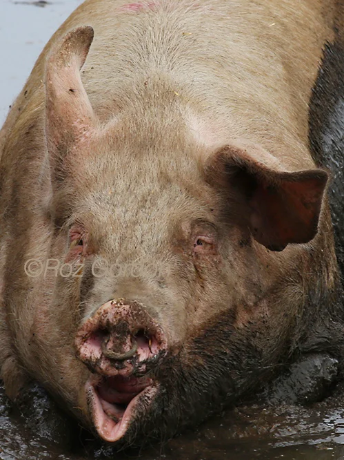 pig, dirty, smiling, outdoor, comical, humour, suffolk, farming, agriculture, 